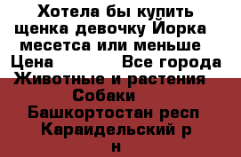 Хотела бы купить щенка девочку Йорка 2 месетса или меньше › Цена ­ 5 000 - Все города Животные и растения » Собаки   . Башкортостан респ.,Караидельский р-н